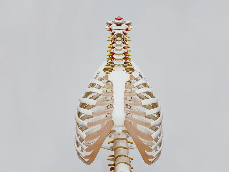 How X-Rays works at Bluebonnet Chiropractic